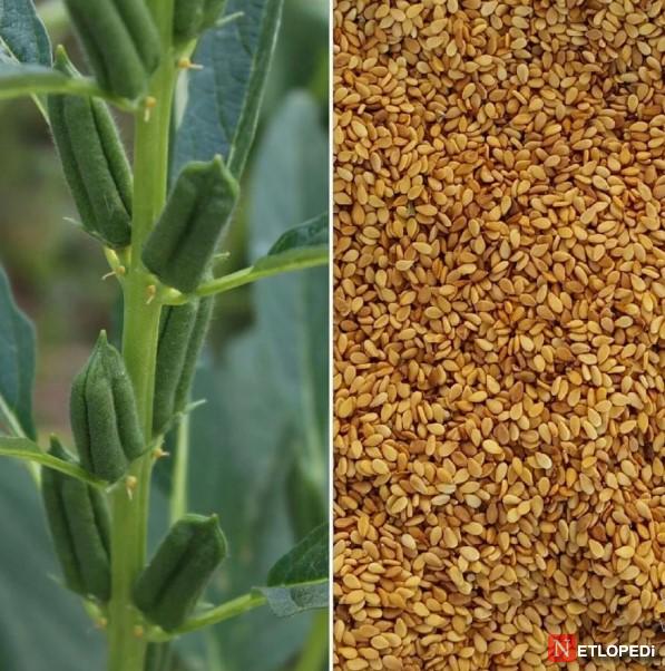 Susam Nedir? Çeşitleri, Kullanımı, Tahinle Farkı ve Saklama Rehberi